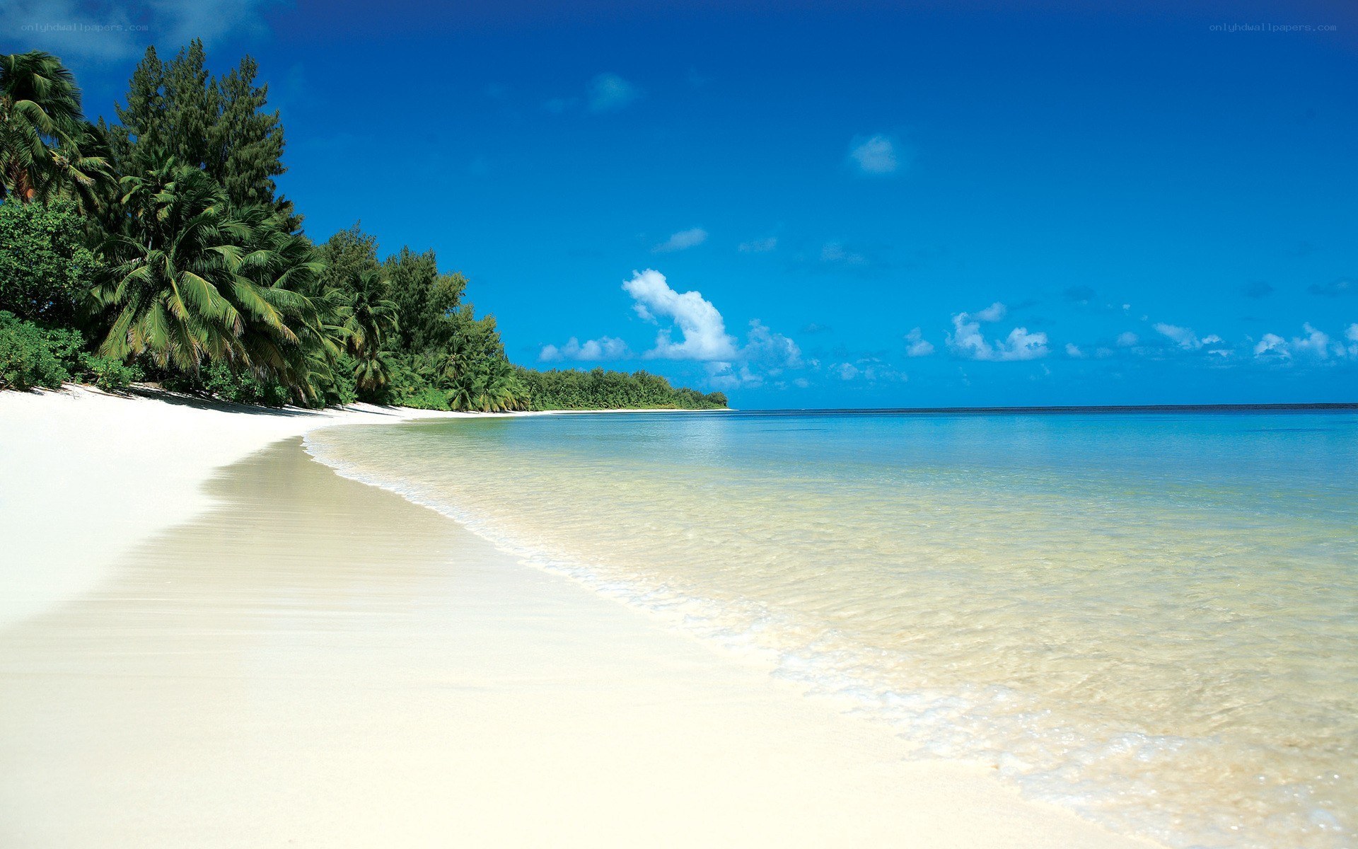 tropical beach with palm trees
