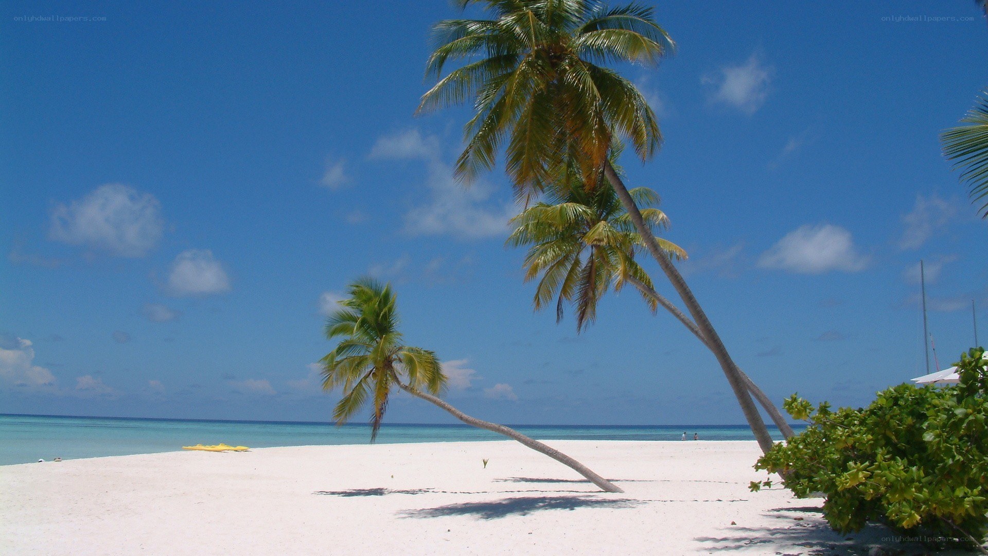 tropical beach with palm trees