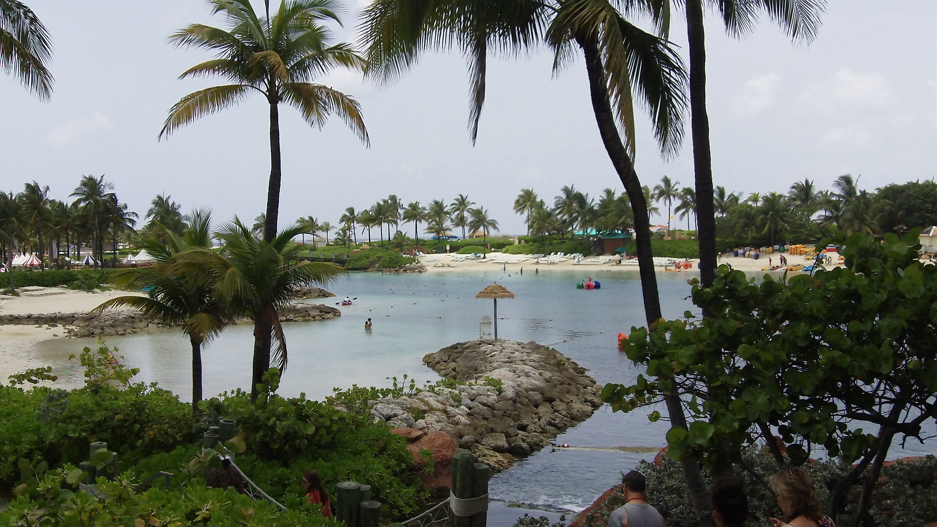 tropical beach with palm trees