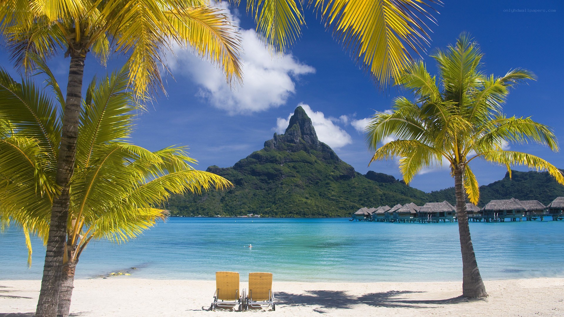 tropical beach with palm trees