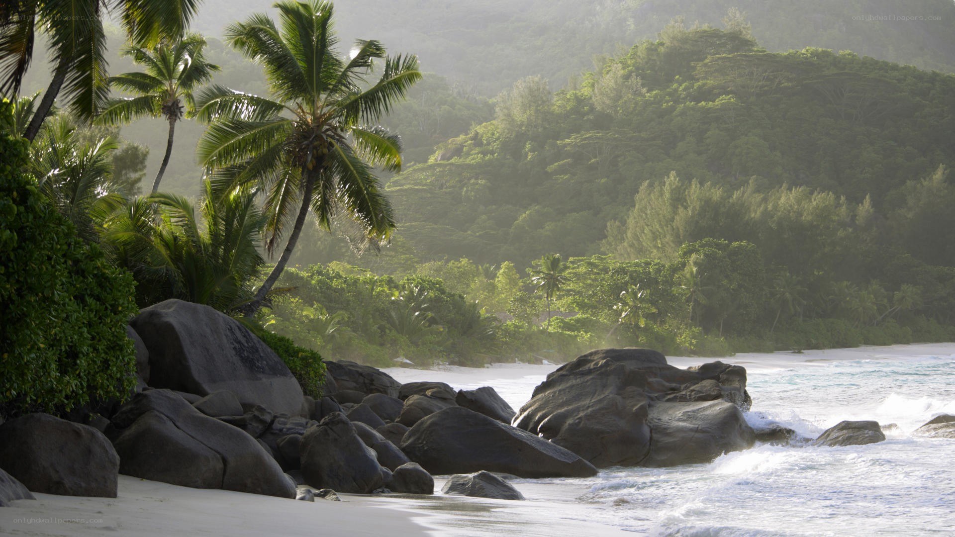 tropical beach with palm trees