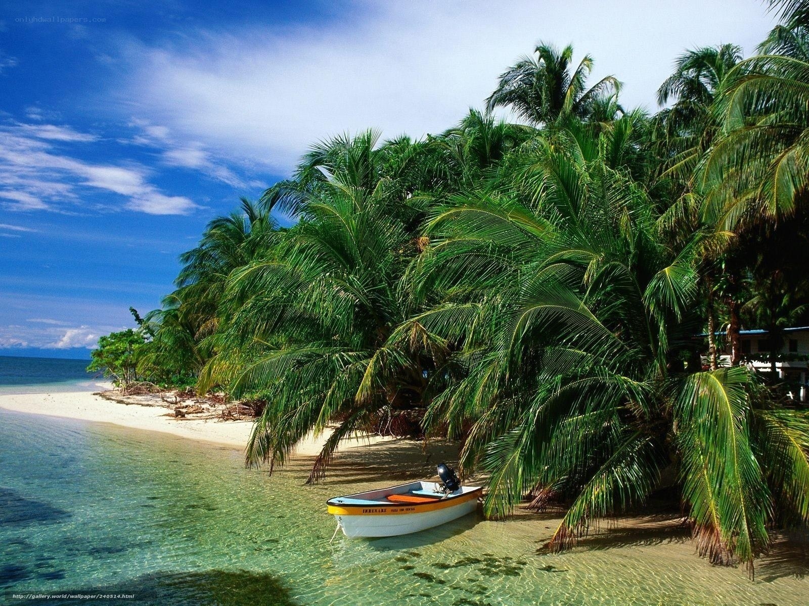 tropical beach with palm trees