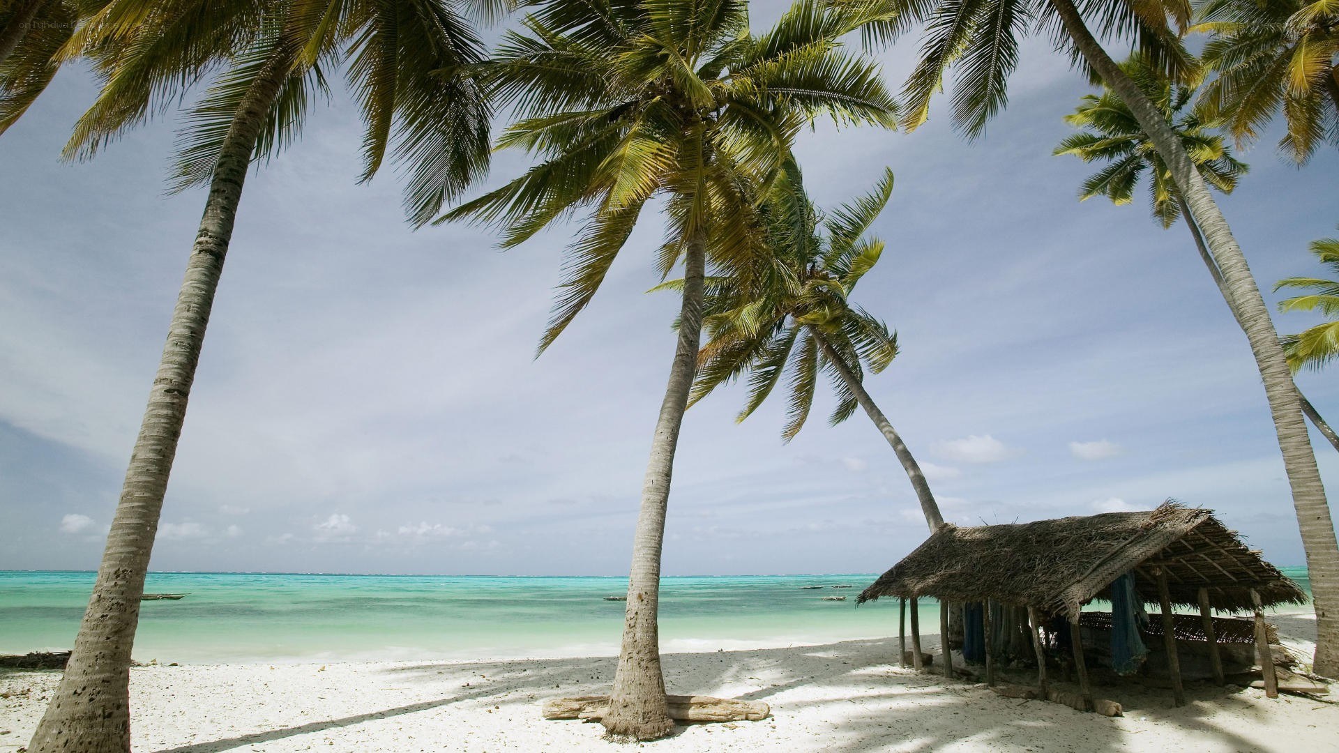tropical beach with palm trees
