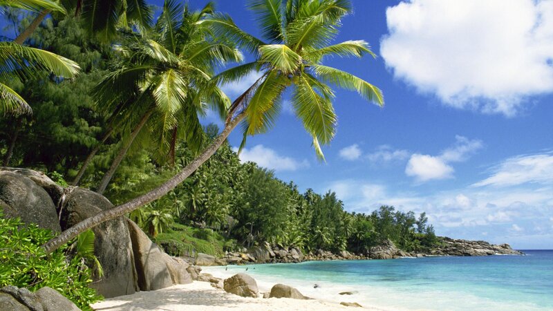 tropical beach with palm trees