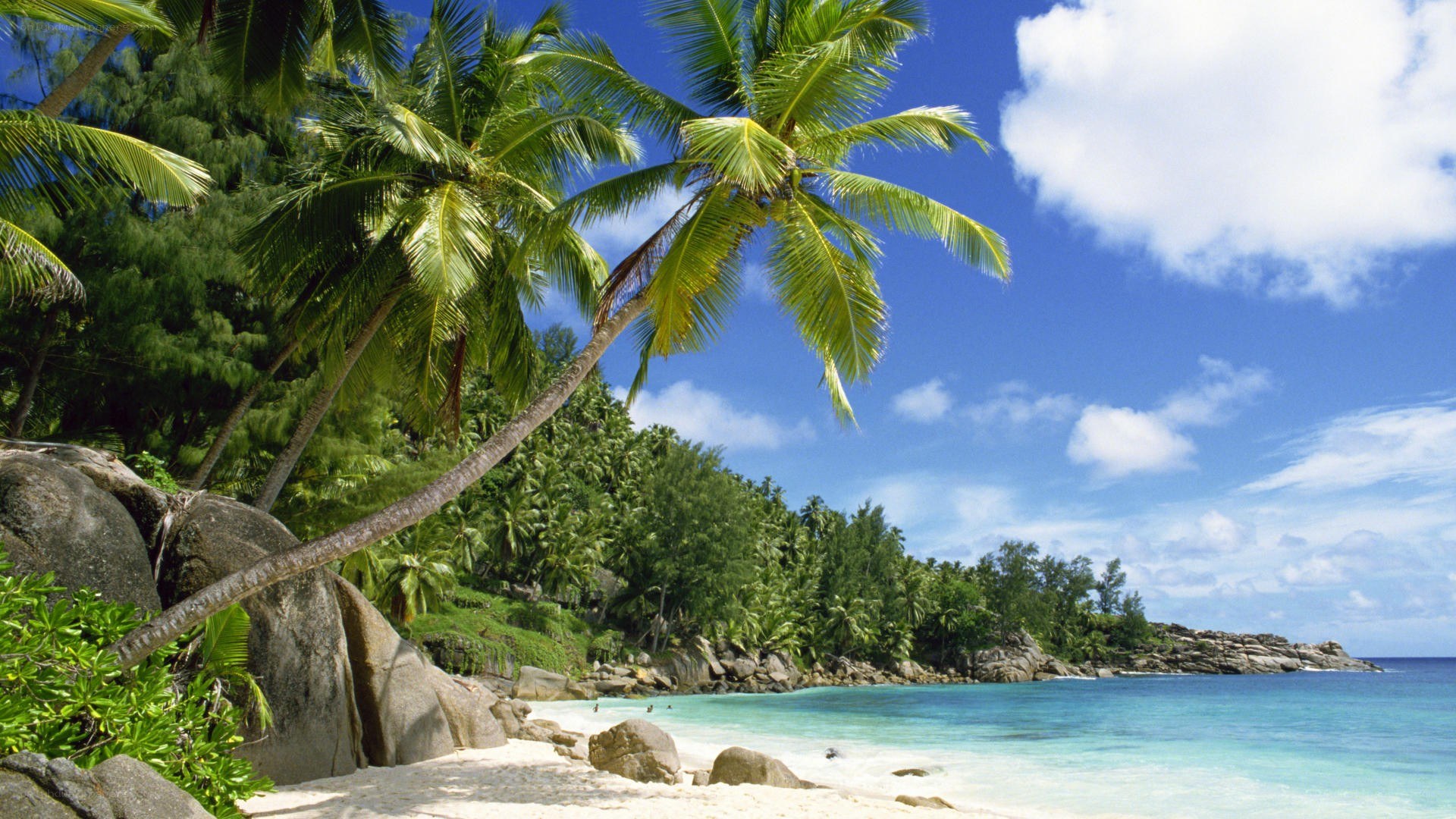 tropical beach with palm trees