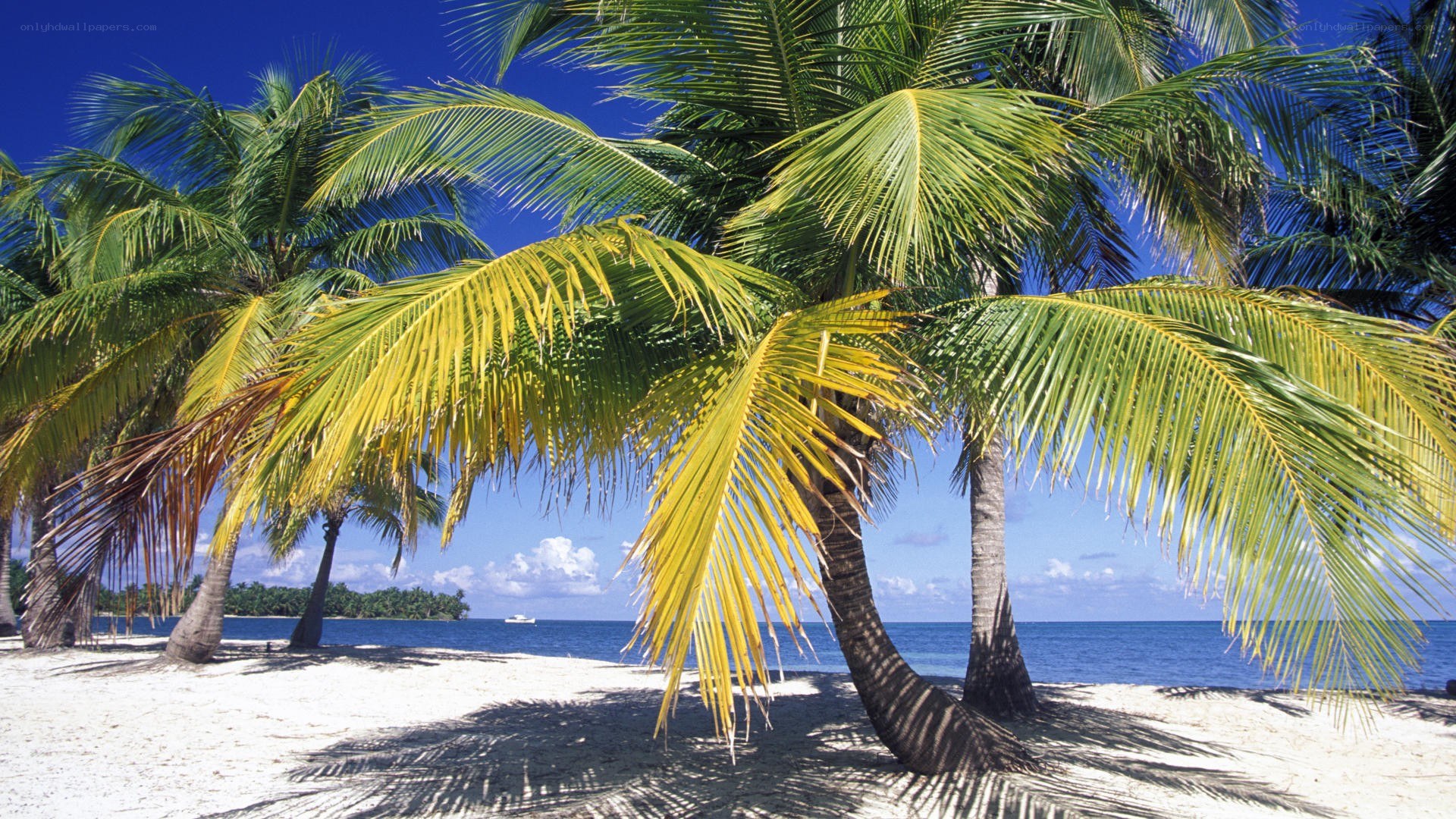 tropical beach with palm trees