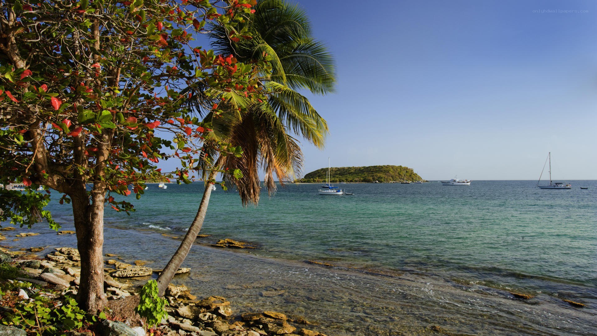 tropical beach with palm trees