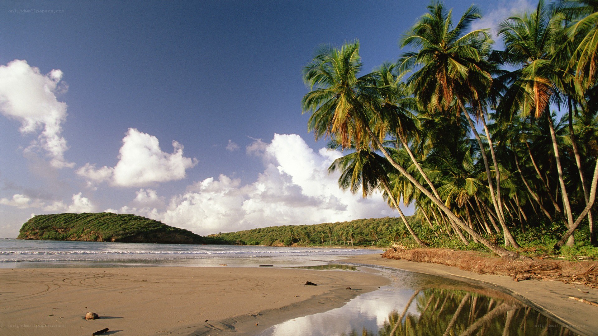 tropical beach with palm trees