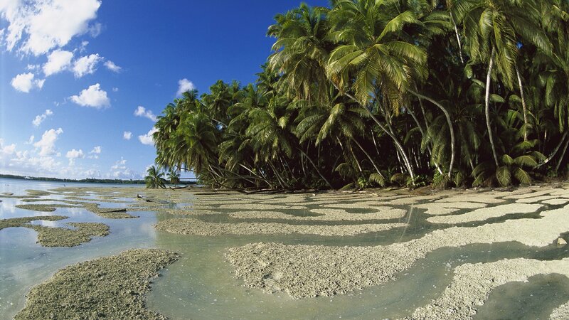 tropical beach with palm trees
