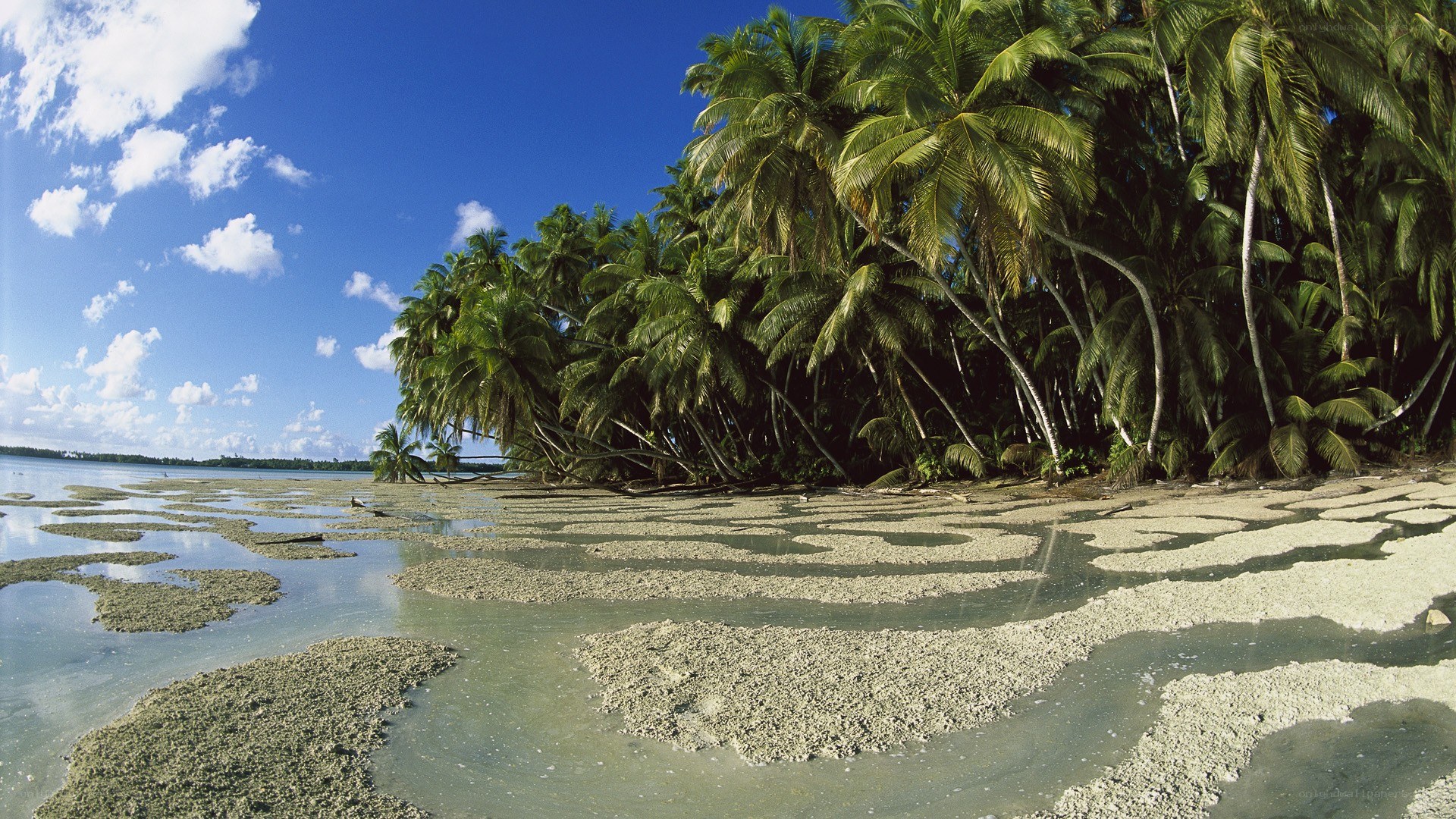 tropical beach with palm trees
