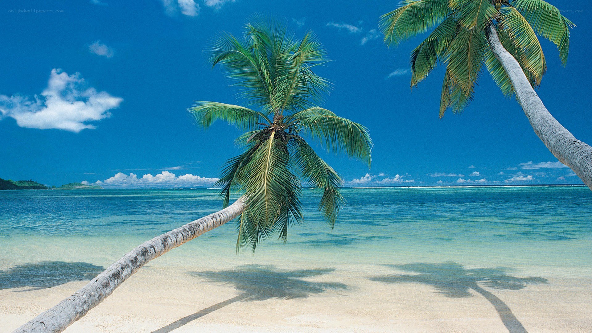tropical beach with palm trees