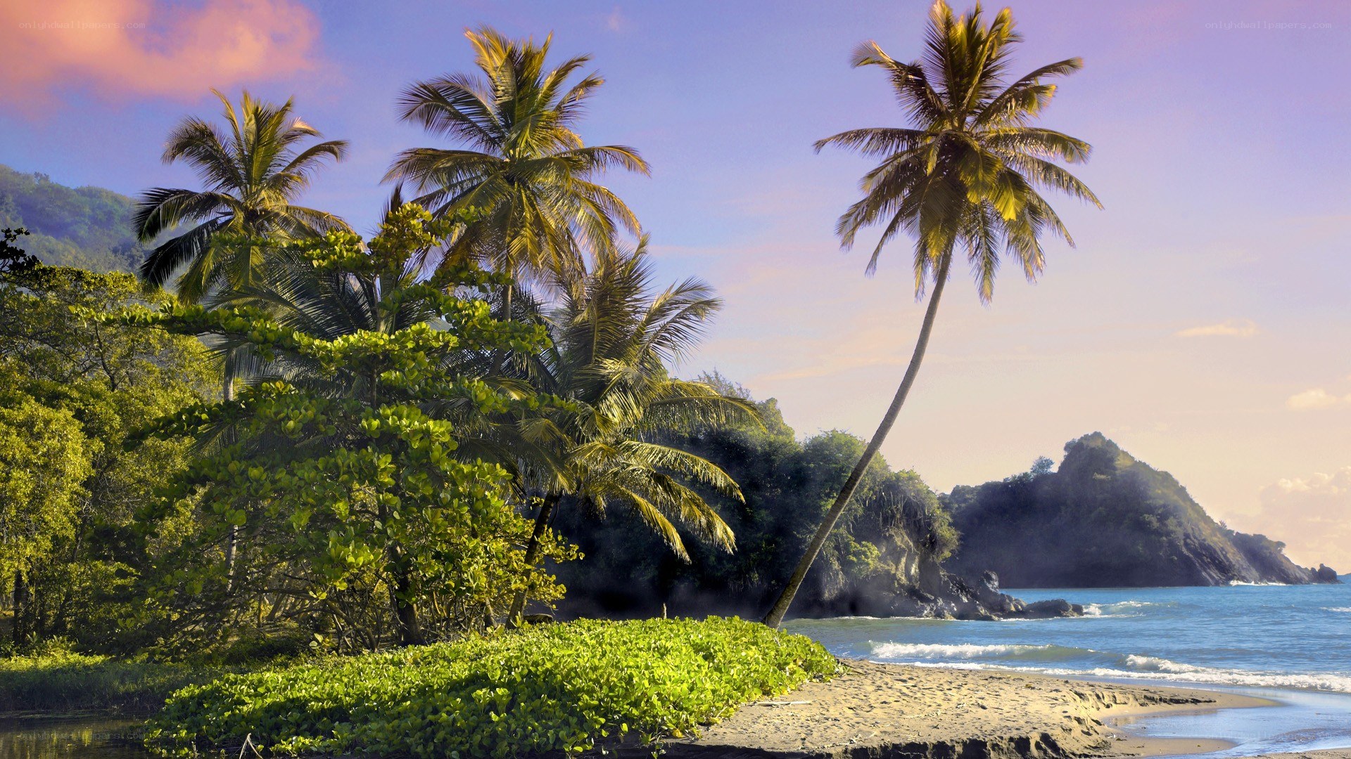 tropical beach with palm trees