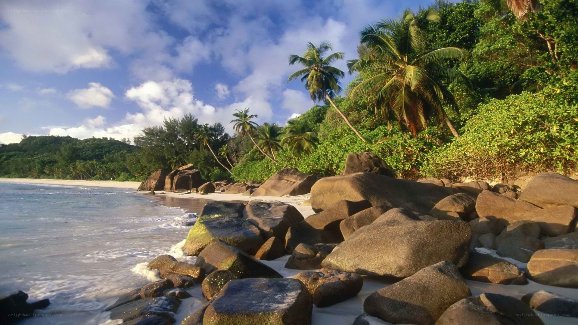 tropical beach with palm trees