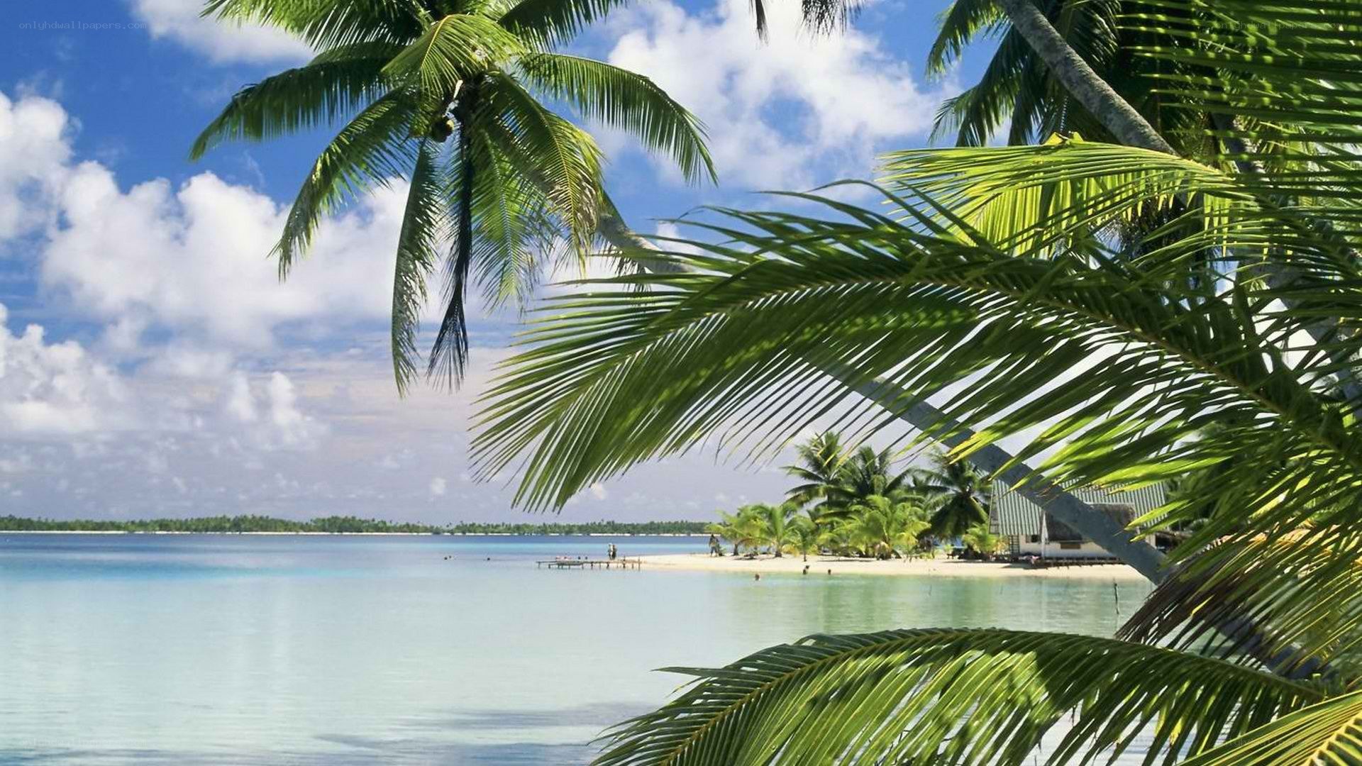 Tropical beach with palm trees