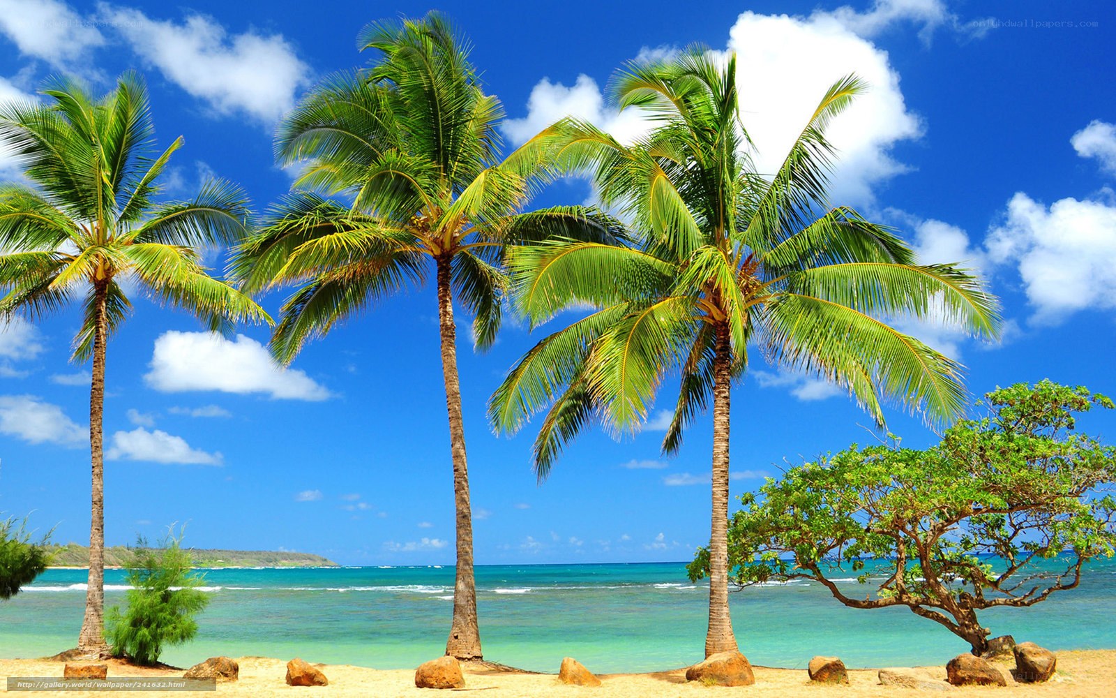 tropical beach with palm trees