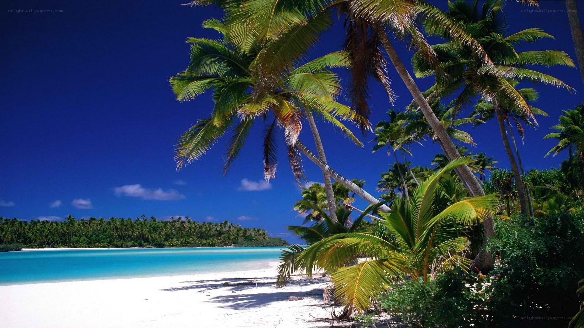 tropical beach with palm trees