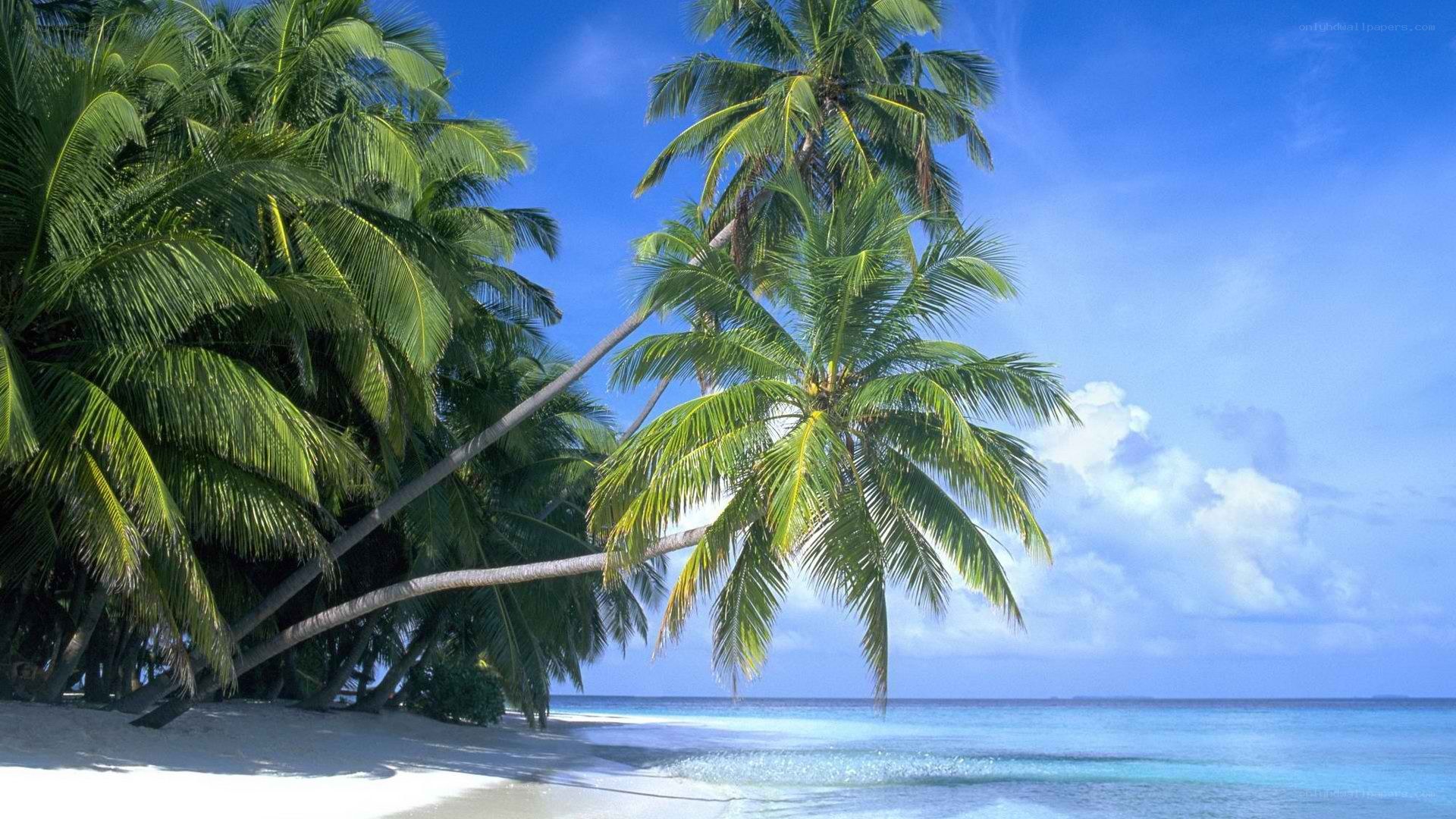 tropical beach with palm trees
