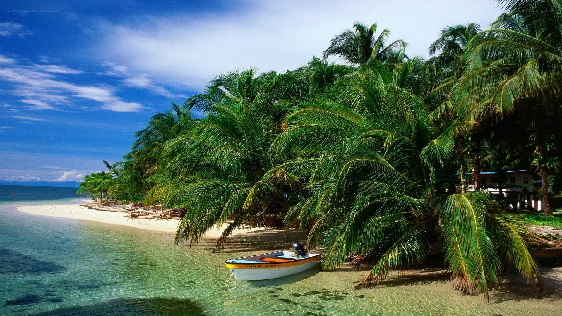 tropical beach with palm trees