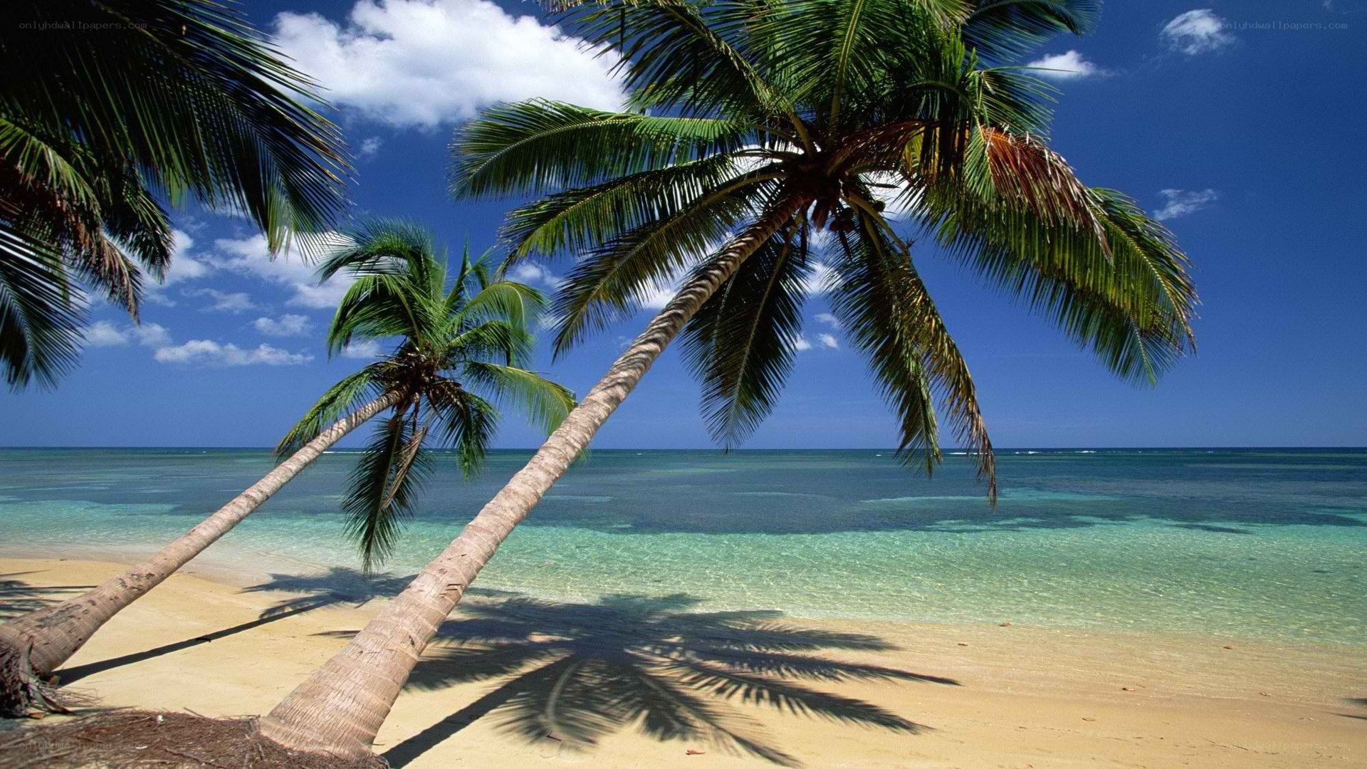 tropical beach with palm trees
