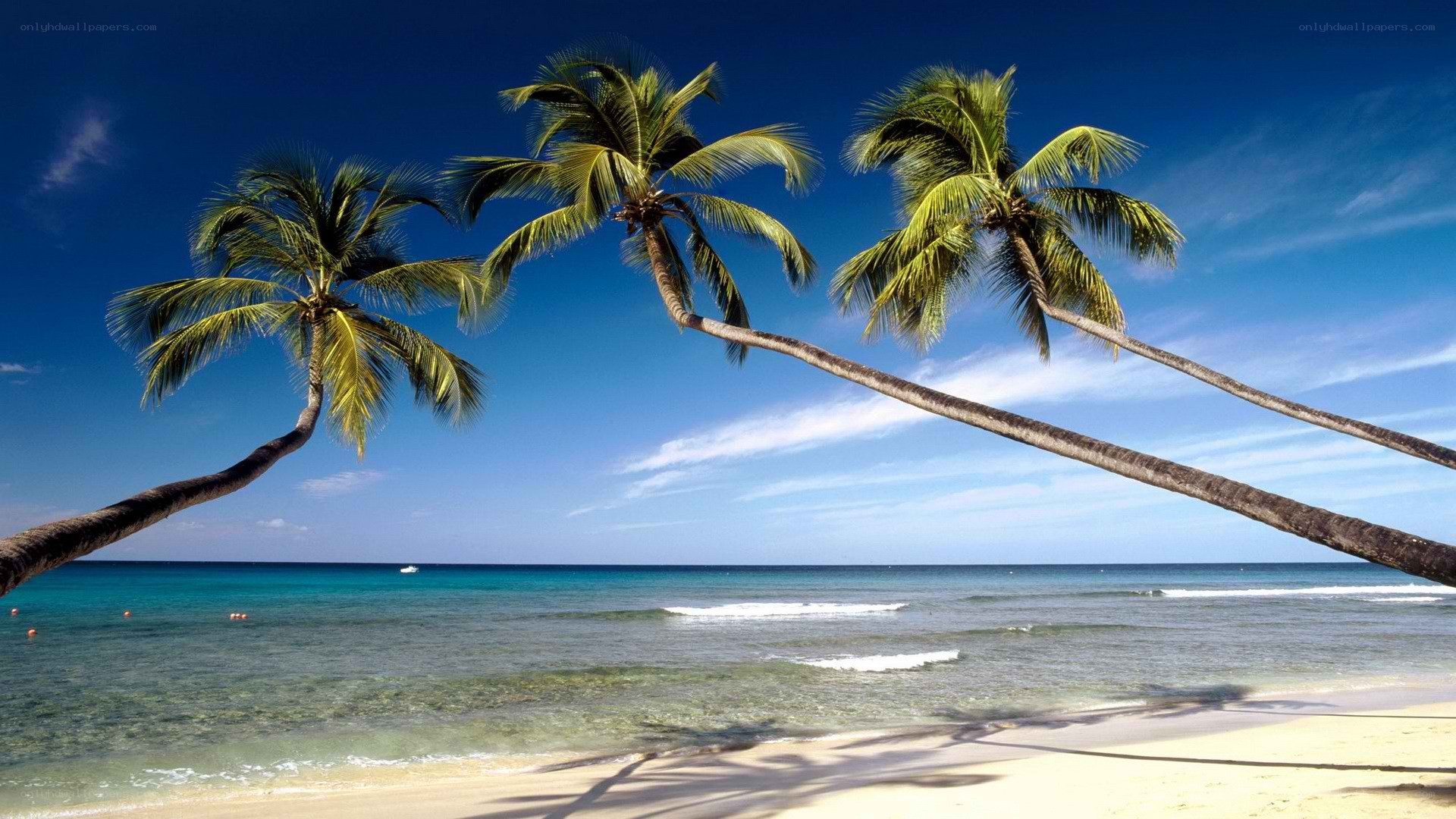 tropical beach with palm trees