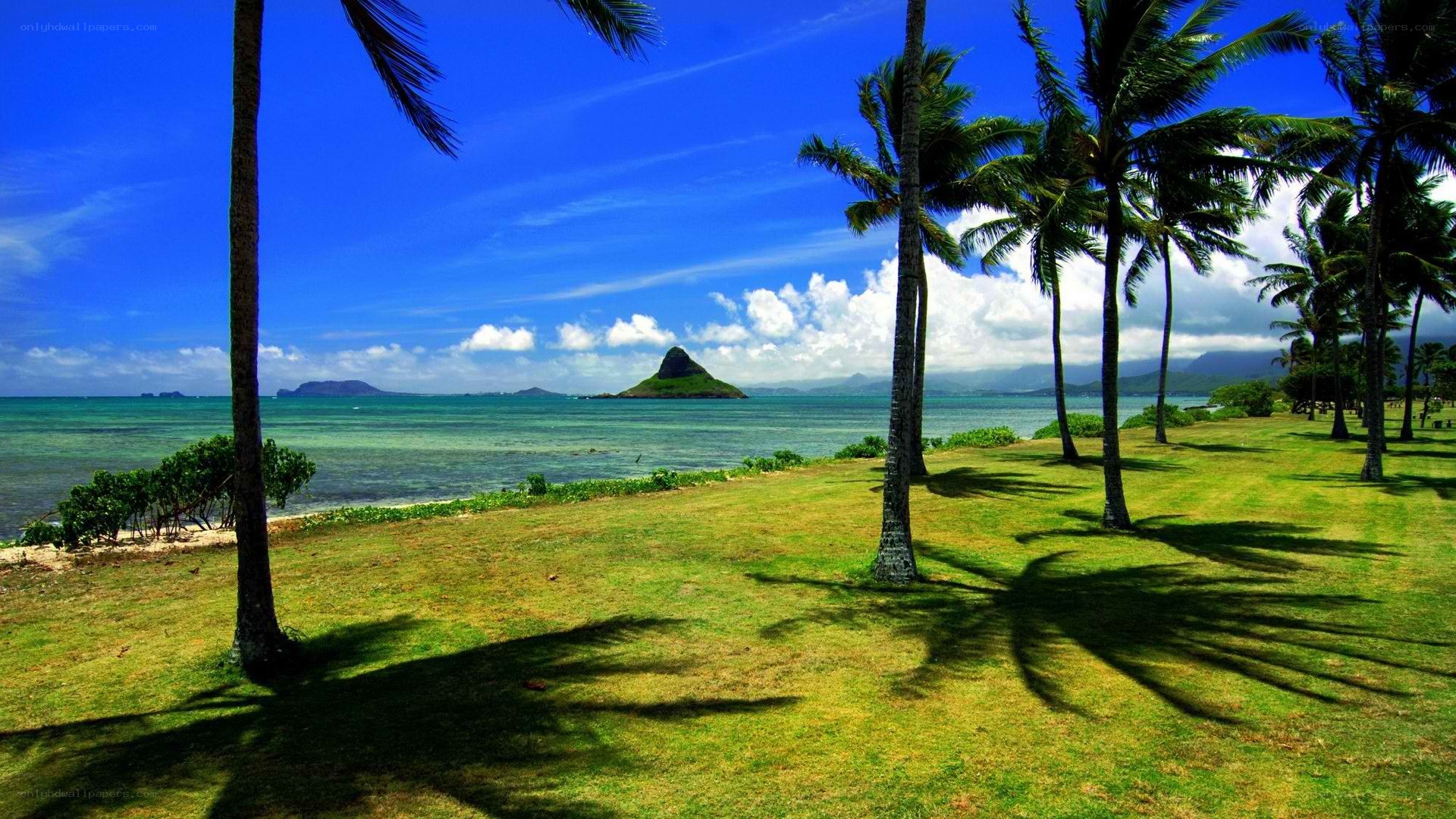 tropical beach with palm trees