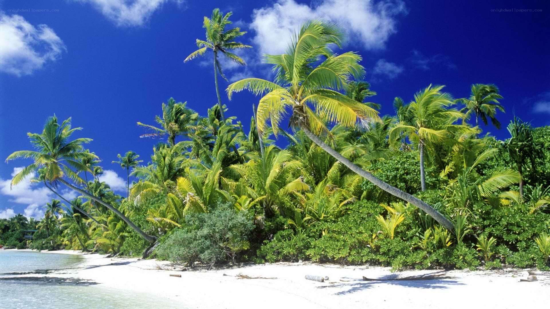 tropical beach with palm trees