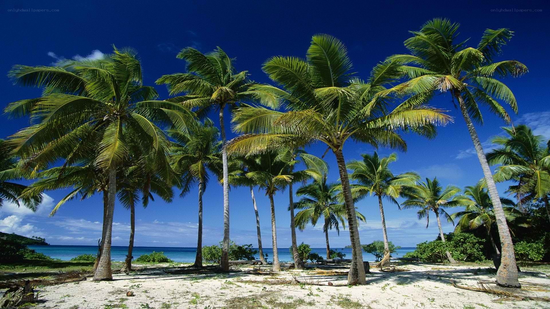 tropical beach with palm trees