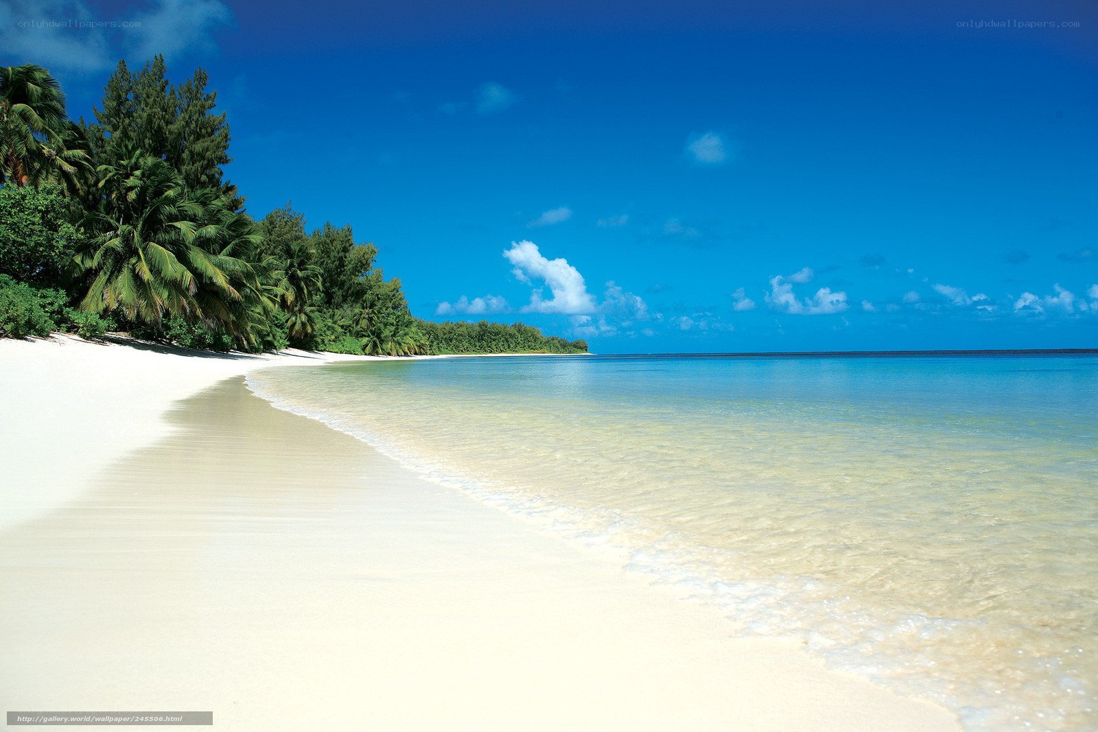 tropical beach with palm trees
