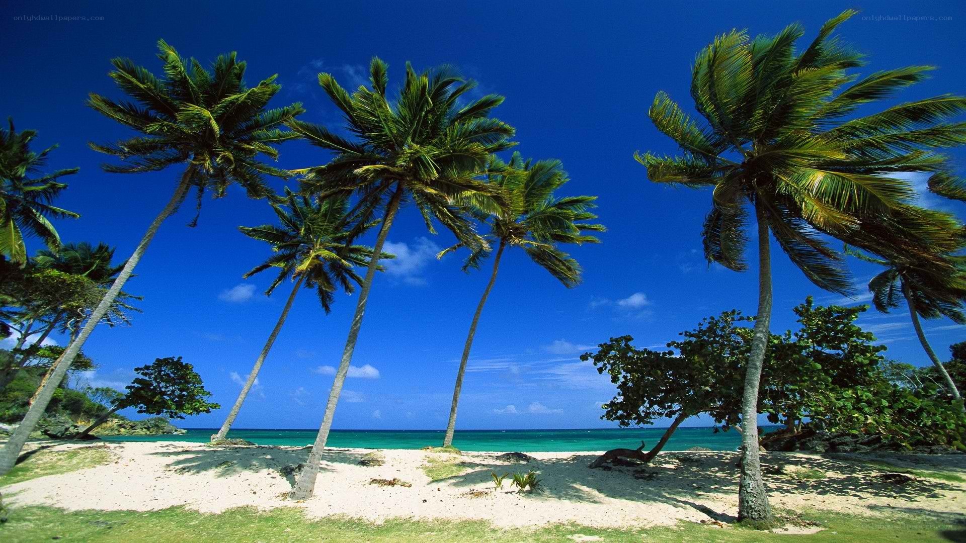 tropical beach with palm trees