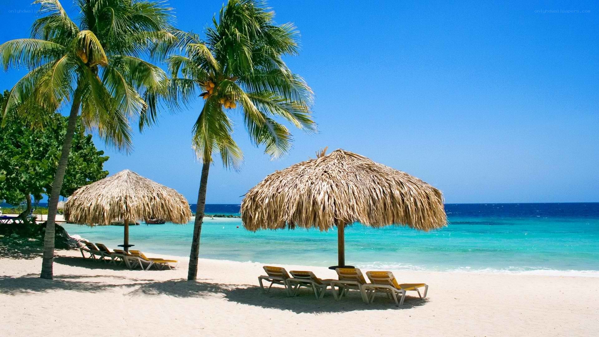 tropical beach with palm trees