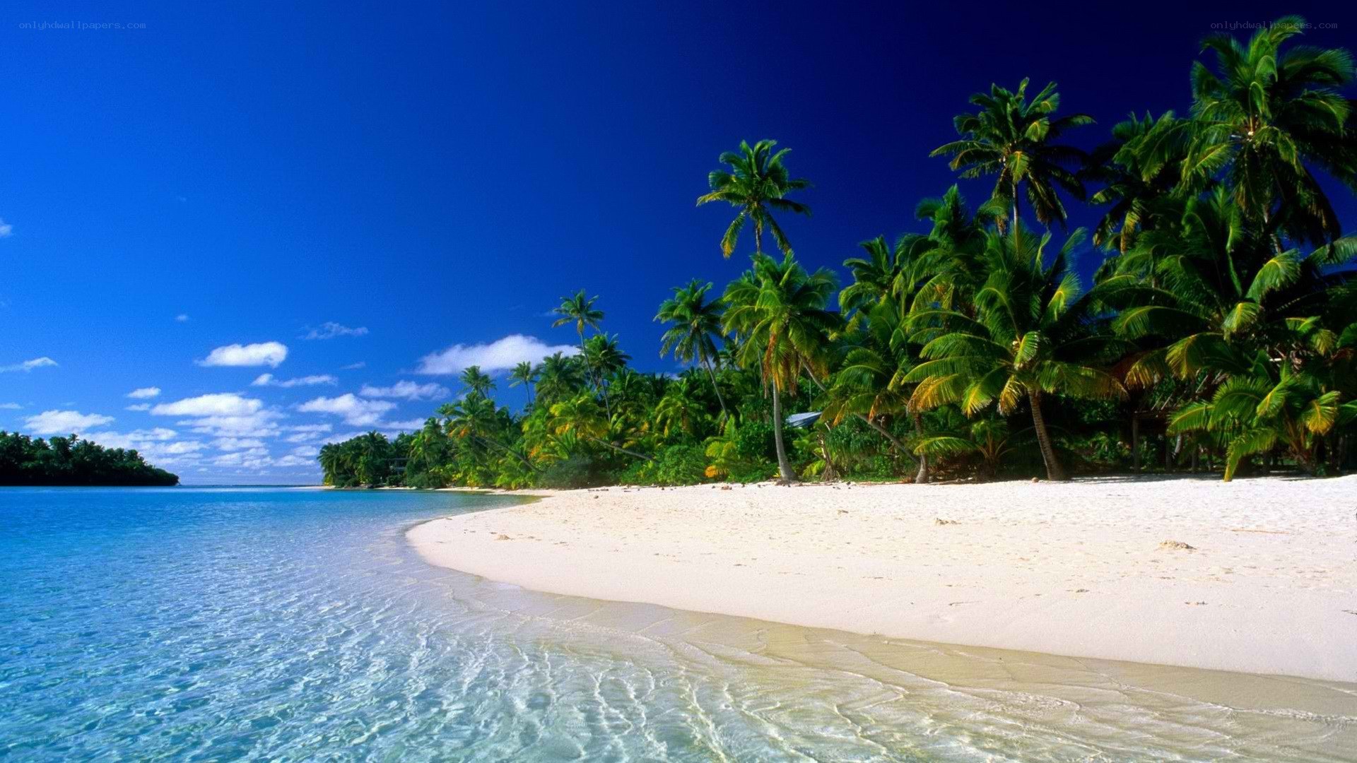 tropical beach with palm trees