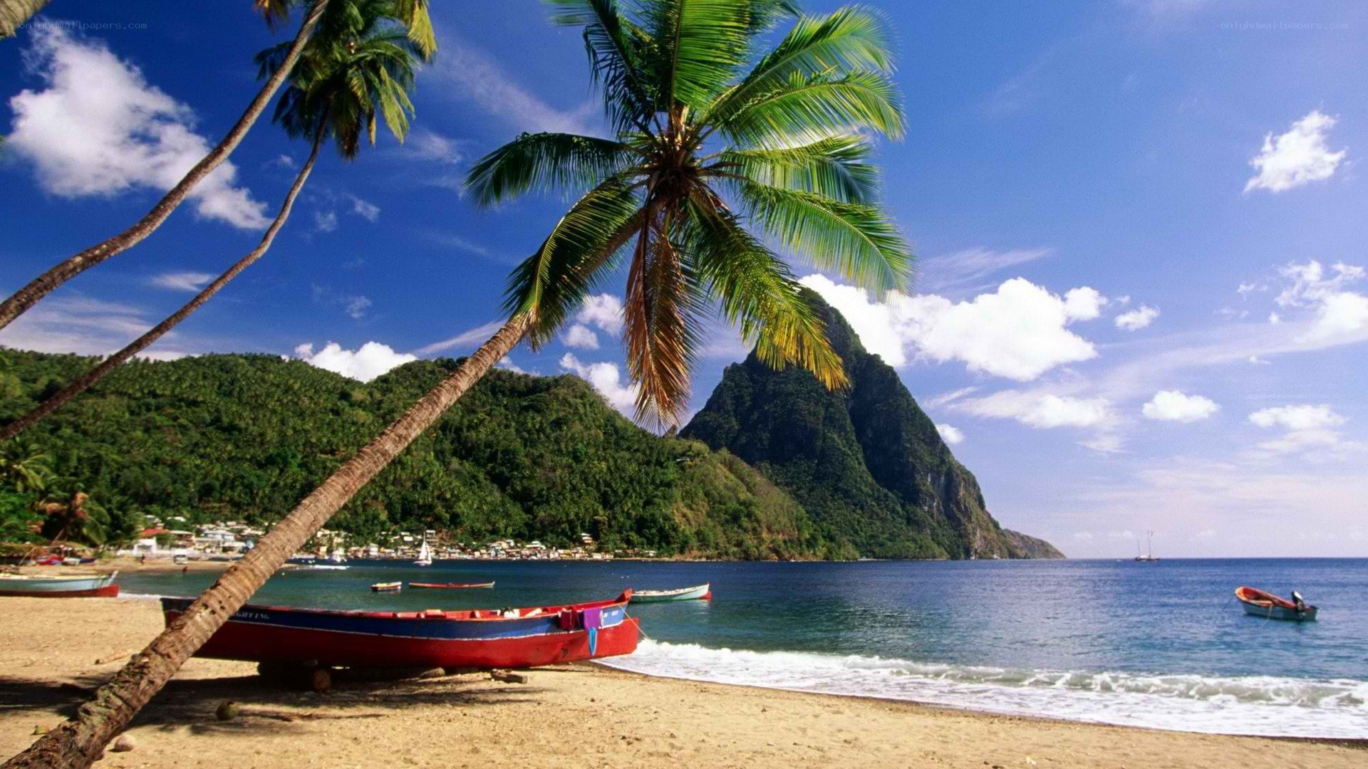 tropical beach with palm trees