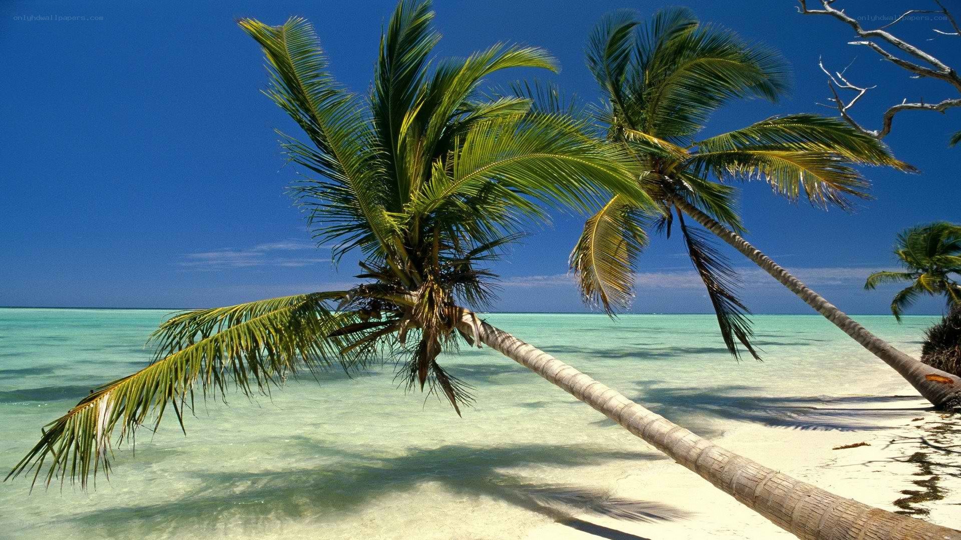 tropical beach with palm trees