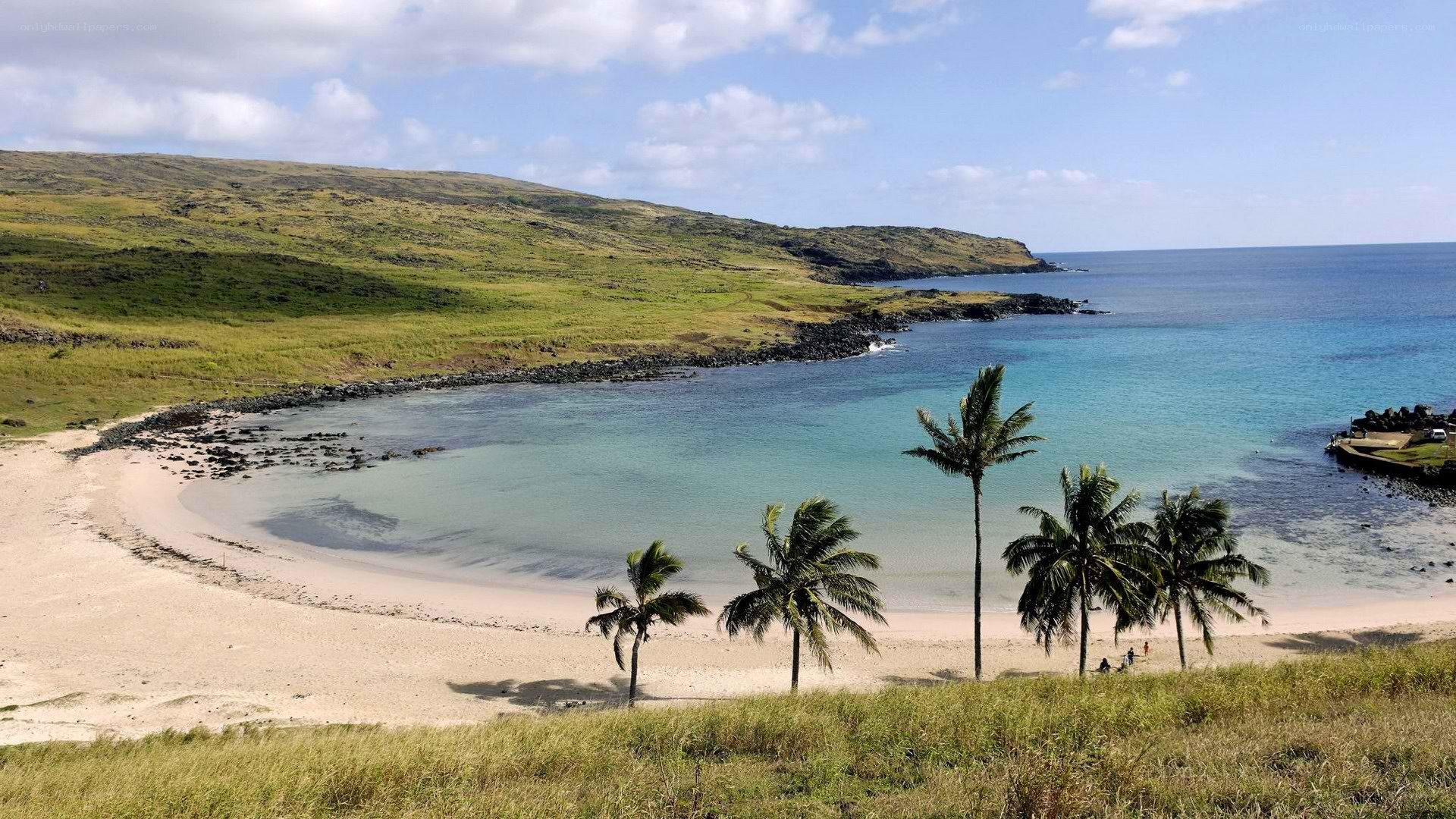 tropical beach with palm trees