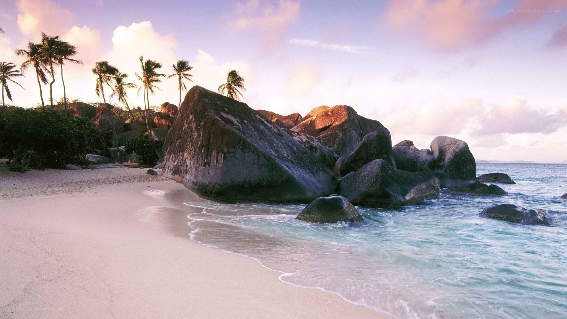 tropical beach with palm trees