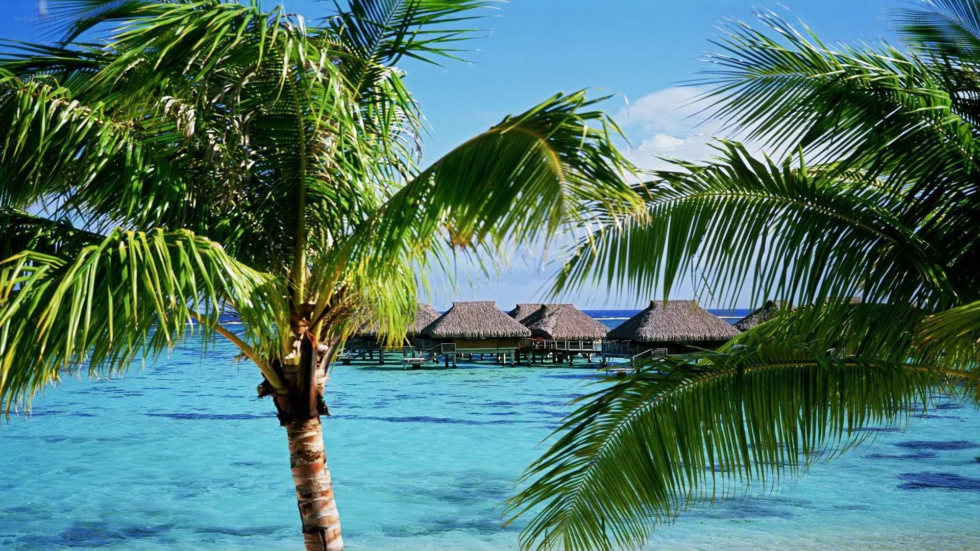 Tropical beach with palm trees