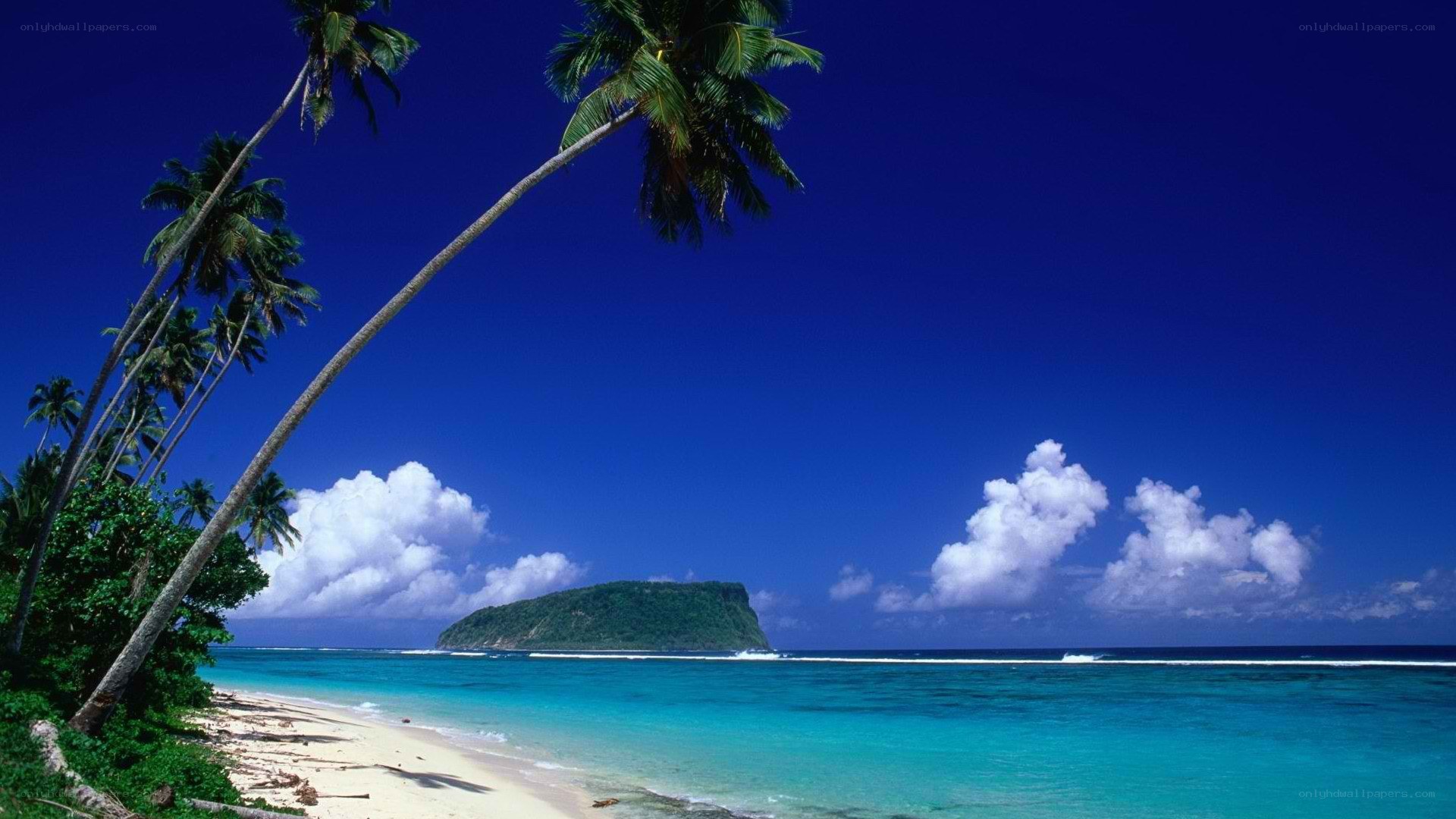 tropical beach with palm trees