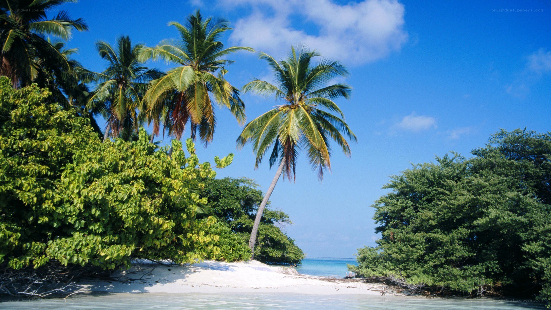 tropical beach with palm trees