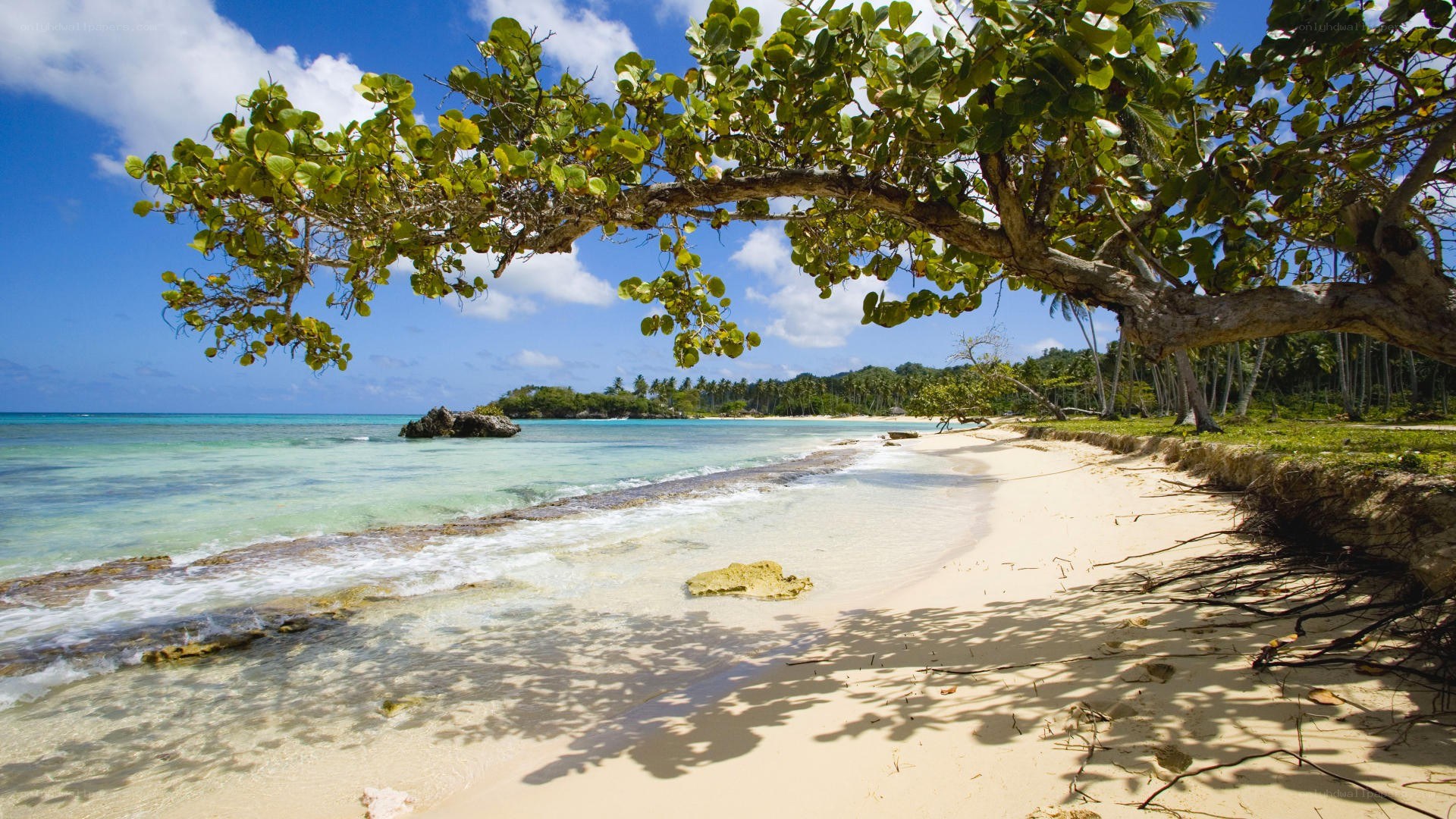 tropical beach with palm trees