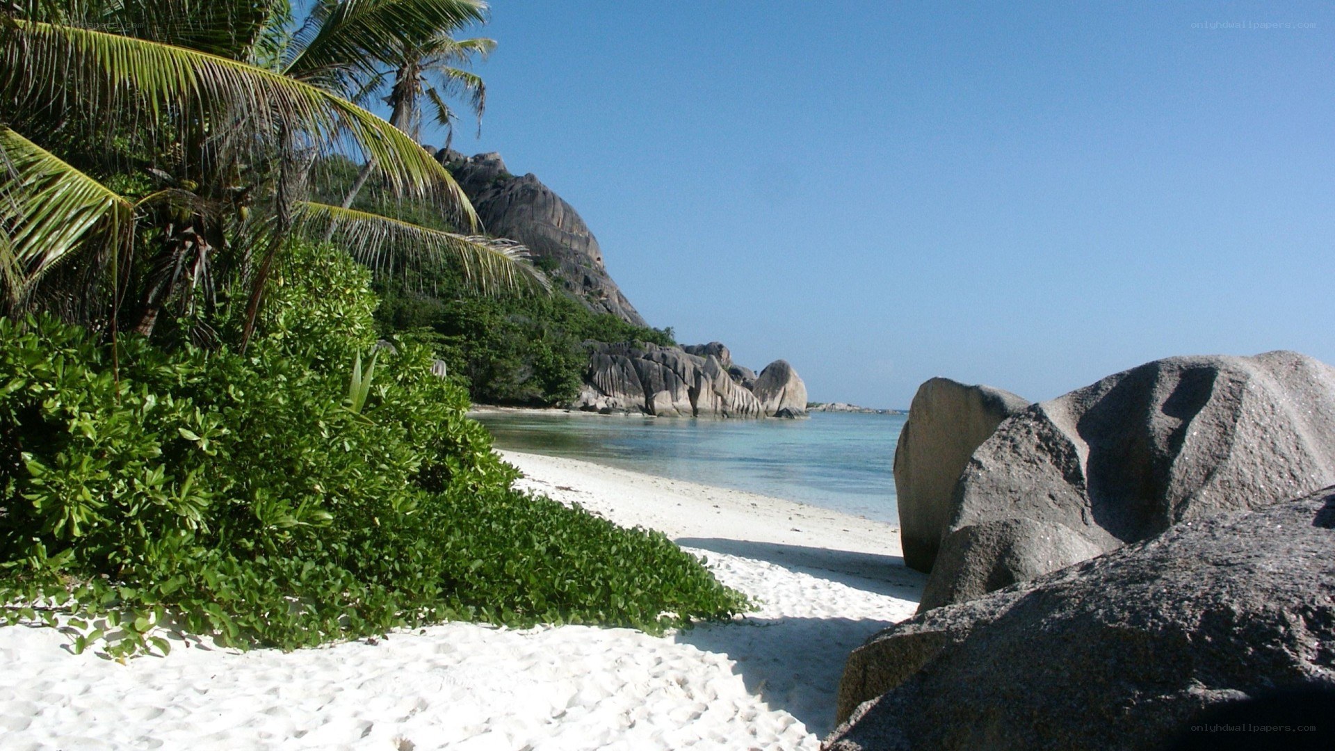 tropical beach with palm trees