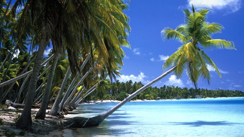 tropical beach with palm trees