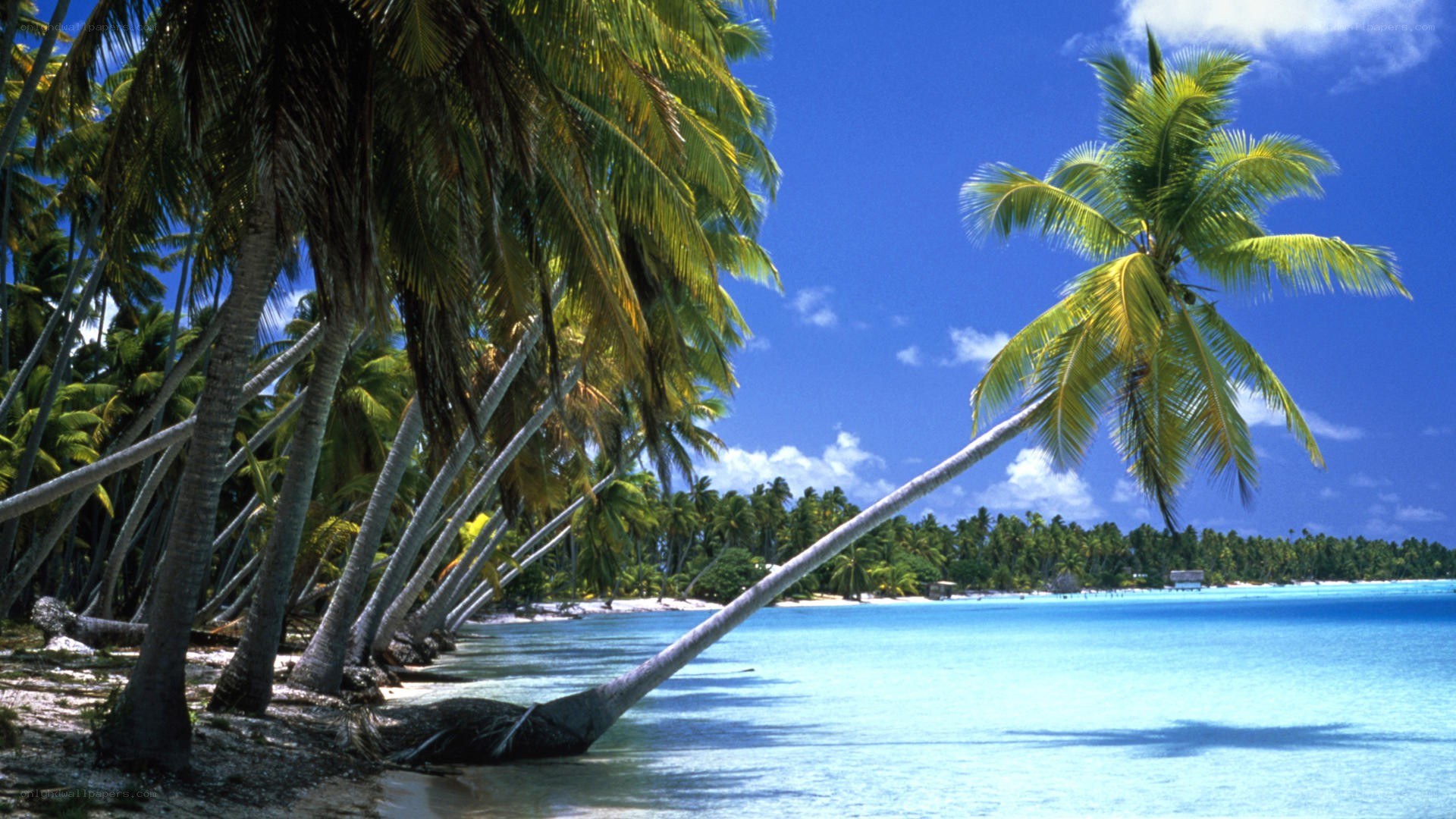 tropical beach with palm trees