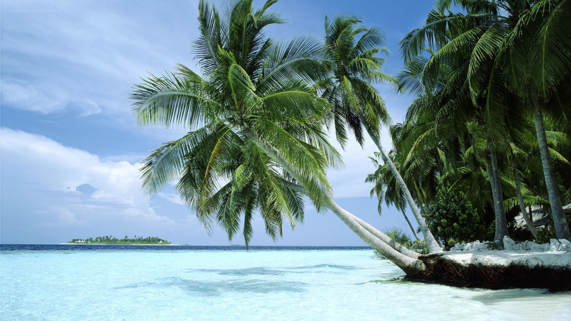 tropical beach with palm trees