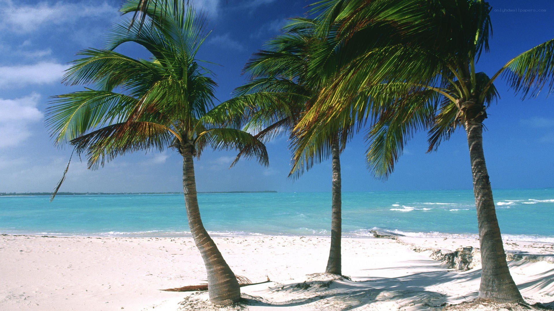 tropical beach with palm trees