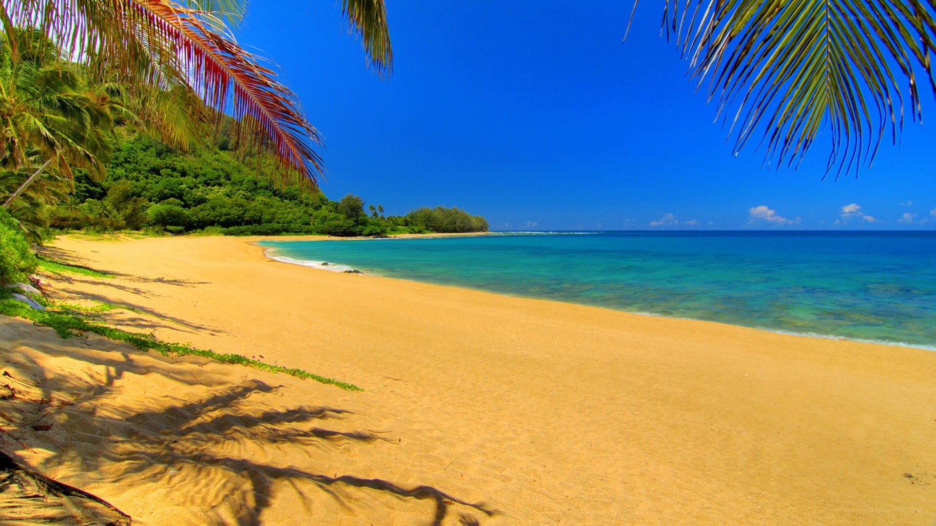 tropical beach with palm trees