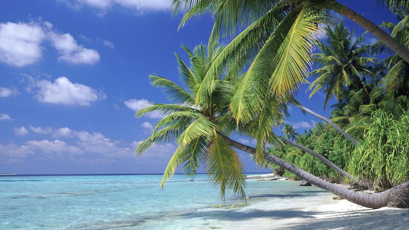 tropical beach with palm trees