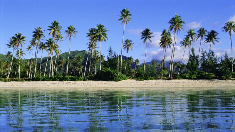 tropical beach with palm trees