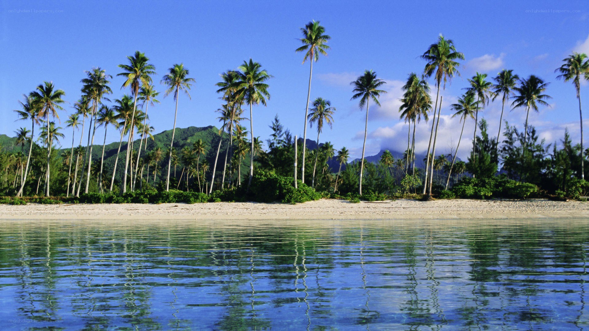 tropical beach with palm trees