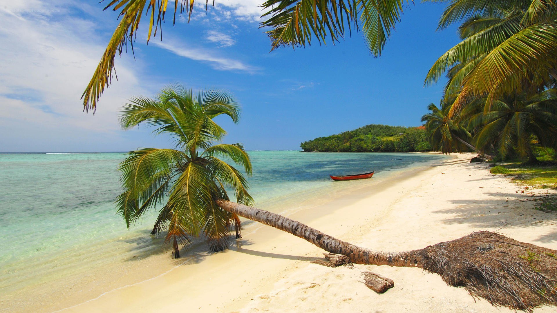 tropical beach with palm trees