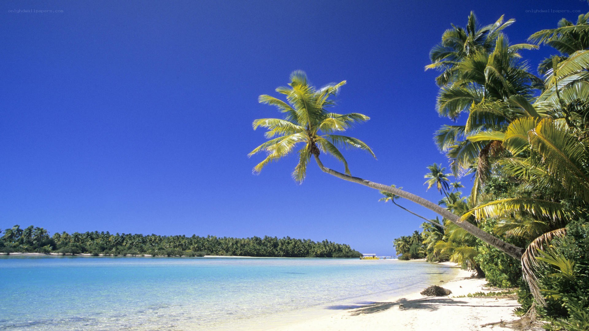 tropical beach with palm trees